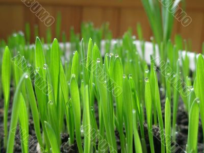 green grass with dew drops