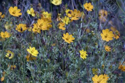 Yellow Flowers Yellow Flowers