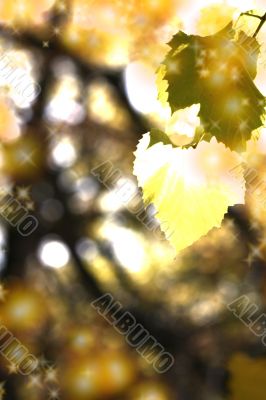 Beautiful background leave