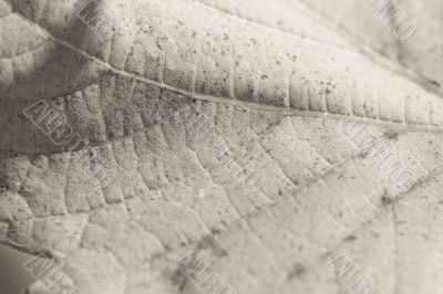 Beautiful background leave