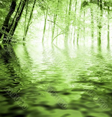 Green forest : autumn