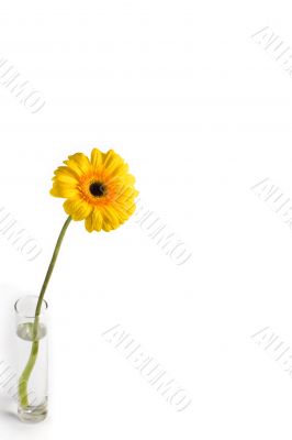 Yellow gerbera