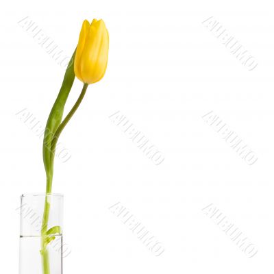 Tulip in glass of water