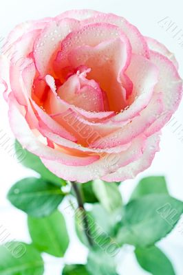 Pink rose