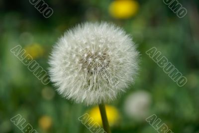 Dandelion Dandelion