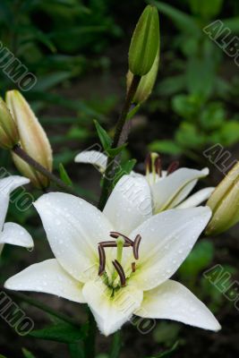 White lily