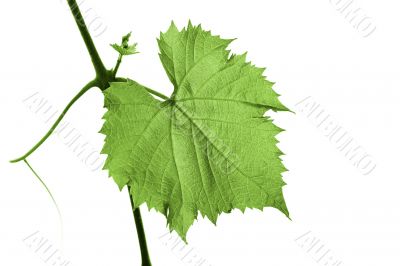 Grape leaf