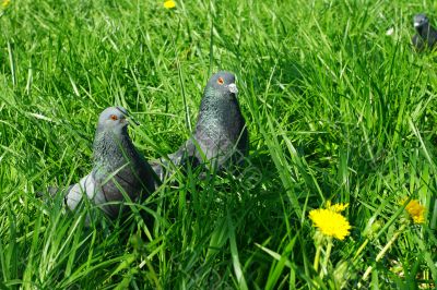 Curious pigeons