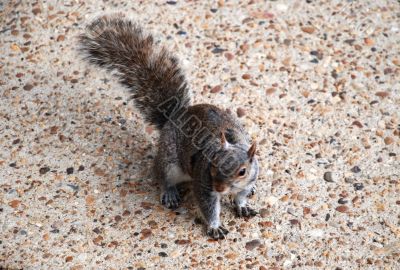 Trust.  Squirrel on sidewalk.