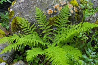 Plants among the stones