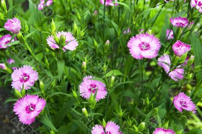 Morning flowers