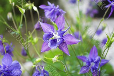 Flower of tenderness Flower of tenderness