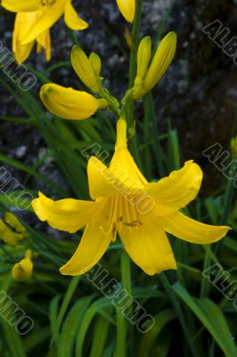 Yellow flowers Yellow flowers