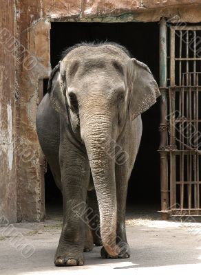 Zoo Elephant