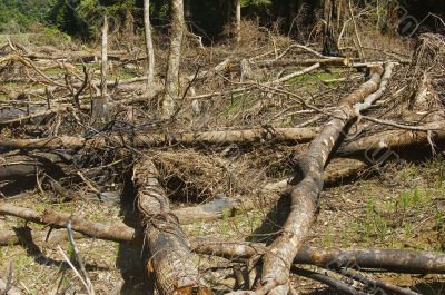 Forest Destruction