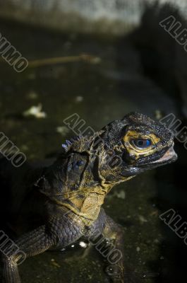 Monitor Lizard