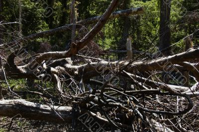 Forest Destruction