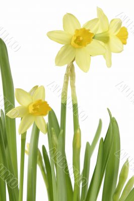 Daffodil