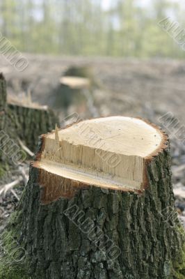 Treestump