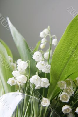 white lily white lily