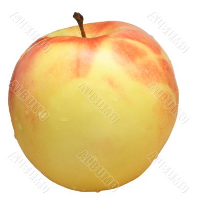 tender apple