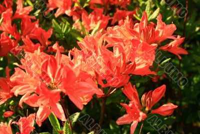 fragrant bright flowers of rhododendron in spring