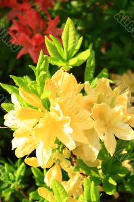 close-up of yellow fragrant rhododendrons