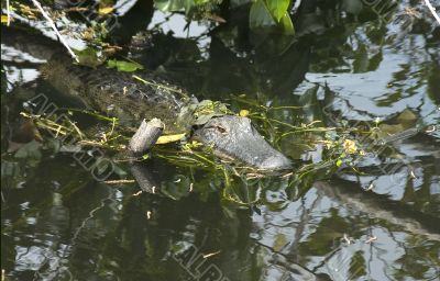Baby alligator in hiding