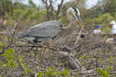 Mother blue heron and chick