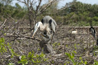 Mother blue heron and chick