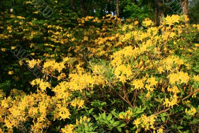 rhododendrons blooming