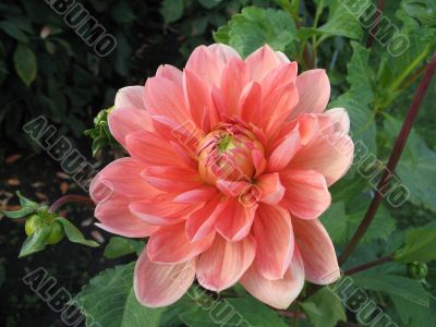 dahlia in the garden