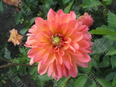 dahlia in the garden