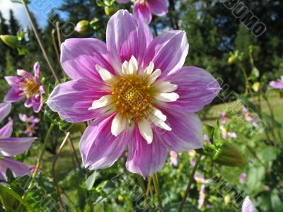 dahlia in the garden