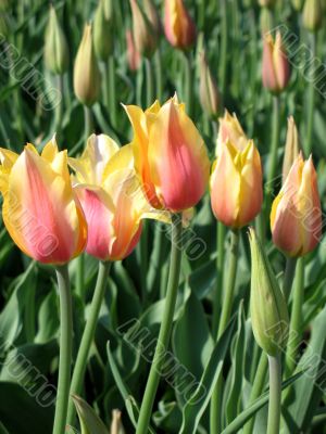 Tulips