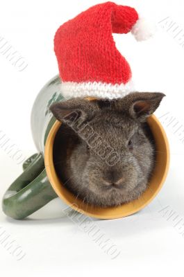 small grey rabbit into the cup and red hat above