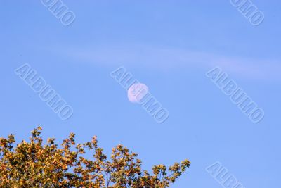 DAYTIME MOON OVER AUTUMN TREES