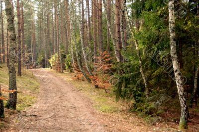 road in forest road in forest