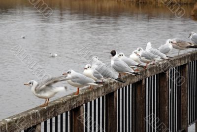 sea gulls