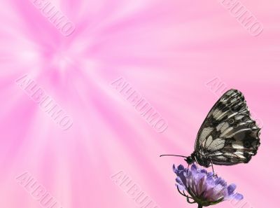 Butterfly background Butterfly background