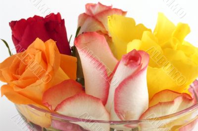 Flowers Flowers