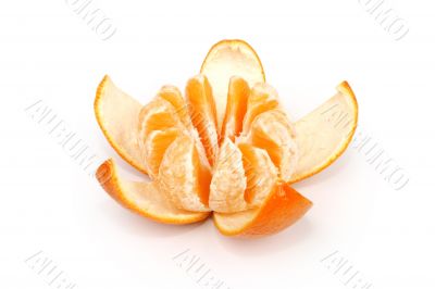 Orange flower Orange flower