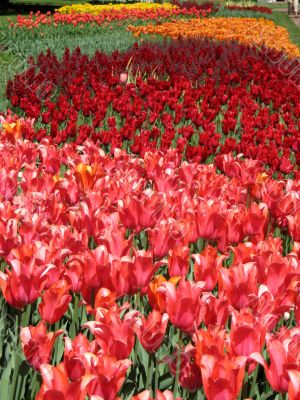 Tulips Tulips