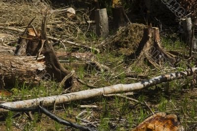 Forest Destruction