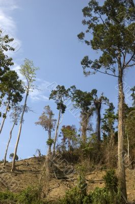 Forest Destruction