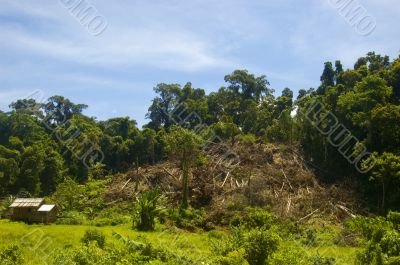 Forest Destruction