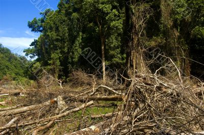 Forest Destruction