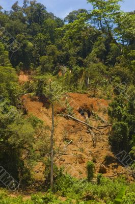 Forest Destruction Forest Destruction