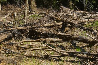 Forest Destruction Forest Destruction