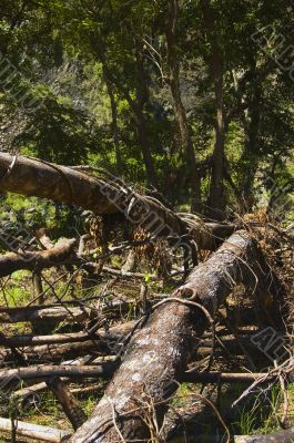 Forest Destruction Forest Destruction